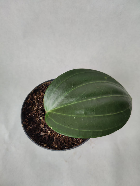 Hoya Latifolia ↕: 15cm ø: 11,5cm