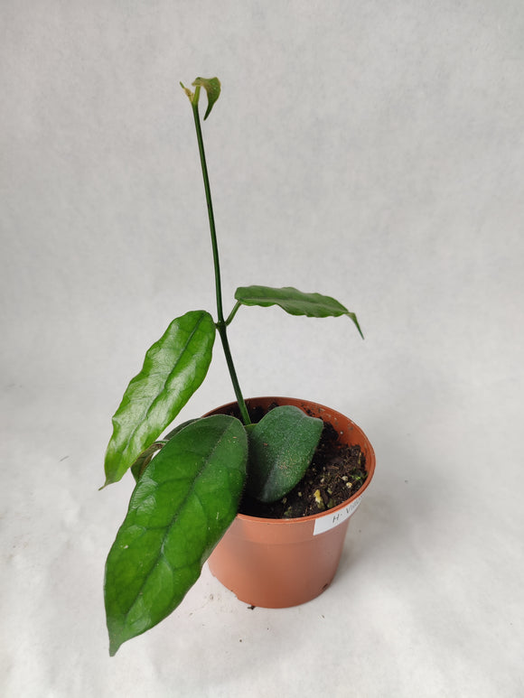 Hoya Villosa ↕: 25cm ø: 10,5cm