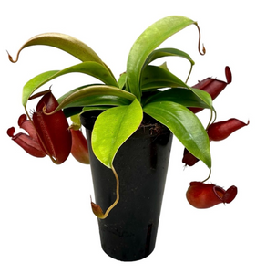 Nepenthes Bloody Mary (plante carnivore) ↕30cm ø11cm