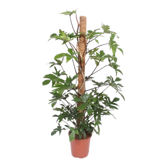 Philodendron Pedatum XL ↕150cm ø27cm