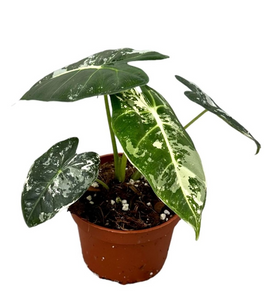 Alocasia Frydek (Variegata) ↕15cm ø10,5cm