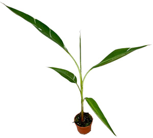 (Bananier) Musa Florida Variegata ↕35cm ø10,5cm