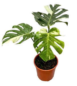 Monstera Thaï Constellation ↕70cm ø27cm