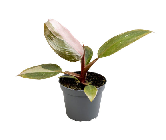 Mini Philodendron Pink Princess ↕12cm ø6cm