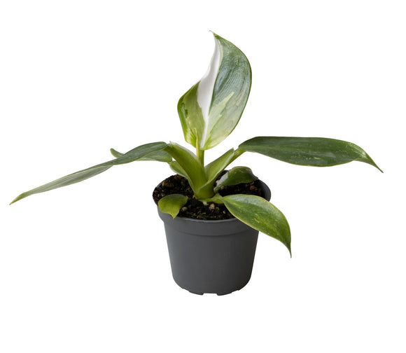 Mini Philodendron White Wizard ↕16cm ø6cm