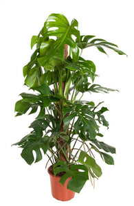Monstera Deliciosa XL ↕120cm ø24cm