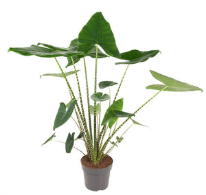 Alocasia Zebrina XL ↕120cm ø24cm