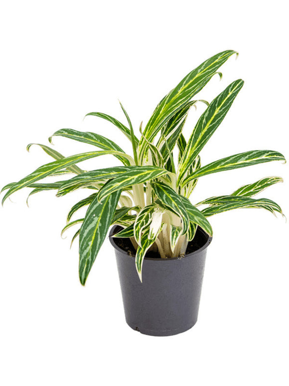 Aglaonema Zebra Feathers ↕35cm ø12cm