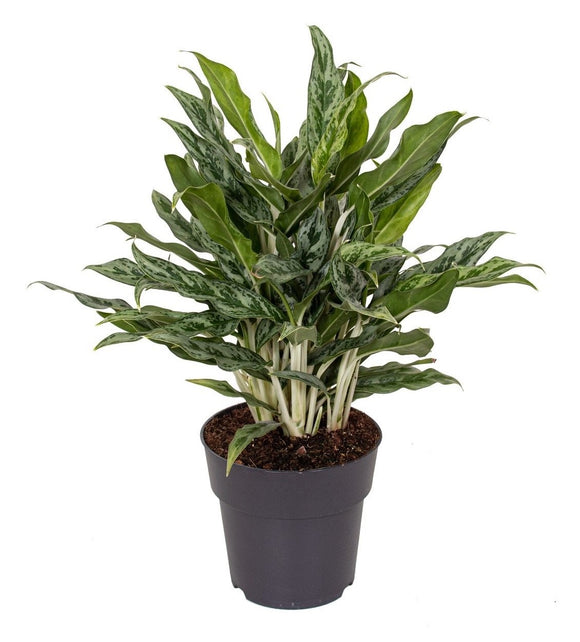 Aglaonema Greyhound ↕55cm ø19cm