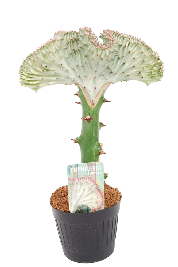 Euphorbia Lactea Cristata ↕30cm ø11cm