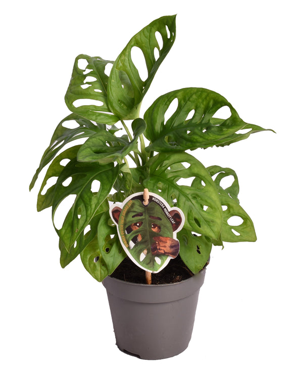 Monstera Adansonii ↕30cm ø12cm