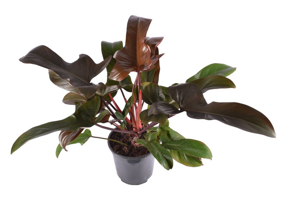 Philodendron Florida Bronze ↕45cm ø21cm