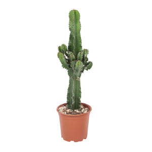 Euphorbia Ingens ↕60cm ø19cm