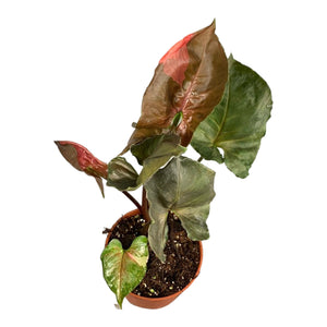 Syngonium Strawberry Ice ↕30cm ø10cm