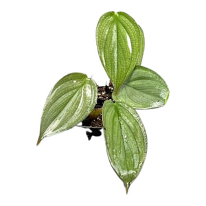 Mini Philodendron Burle Marx Fantasy ↕15cm ø8cm