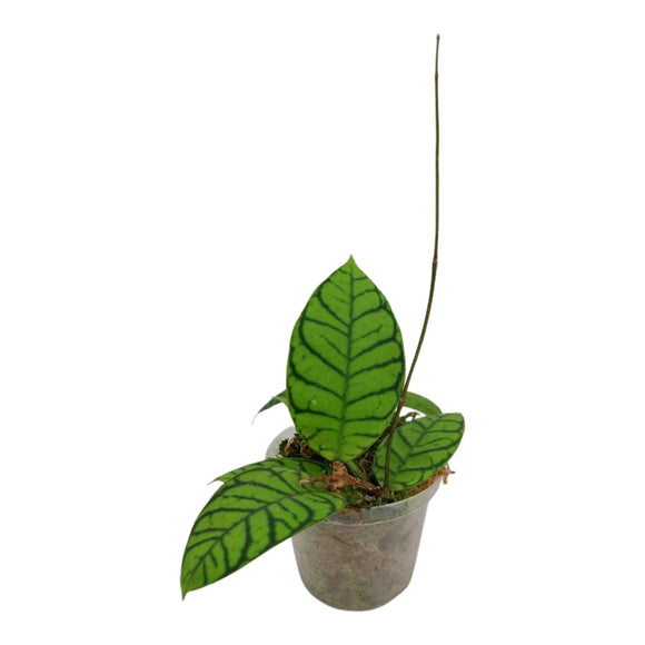 Hoya Callistophylla ↕20cm ø12cm