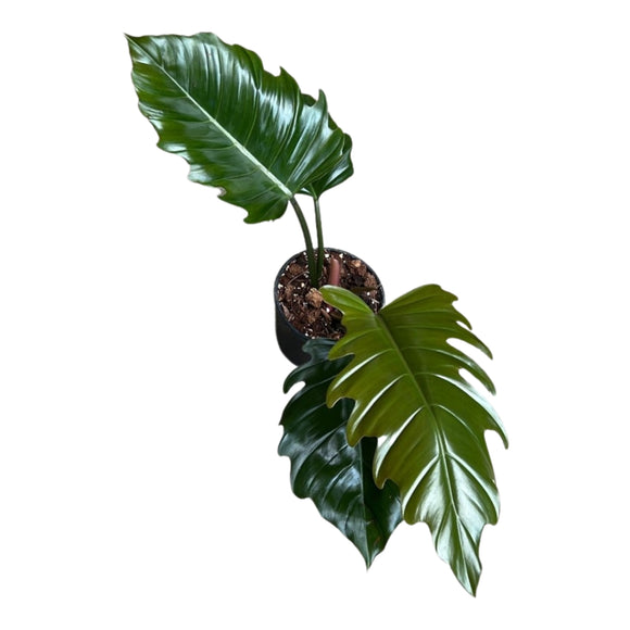 Philodendron Caramel Marble ↕65cm ø17cm