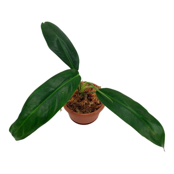 Philodendron Patriciae ↕45cm ø10cm