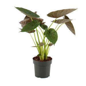 Alocasia Wentii ↕75cm ø21cm