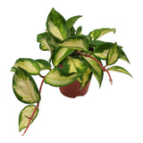Hoya Carnosa Tricolor ↕10cm ø9cm / ↕20cm ø13cm