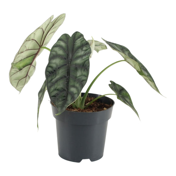 Alocasia Dragon Scale ↕25cm ø14cm