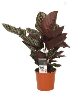 Calathea Ornata ↕50cm ø14cm