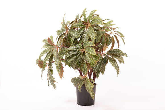 Begonia Snow Capped ↕50cm ø14cm