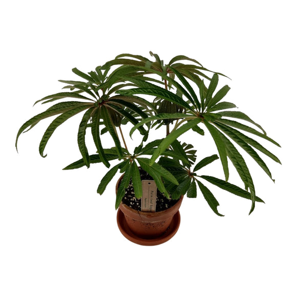 Begonia Luxurians (avec pot terre cuite) ↕40cm ø16cm