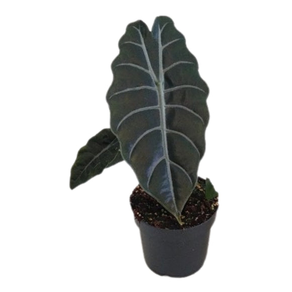 Alocasia Chantrieri ↕30cm ø14cm