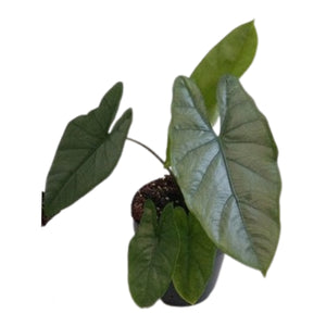 Alocasia Heterophylla Corazon ↕25cm ø14cm