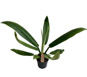Philodendron Campii Lynette ↕45cm ø14cm