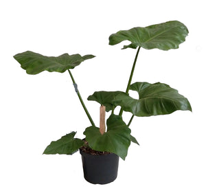 Philodendron Giganteum ↕85cm ø29cm
