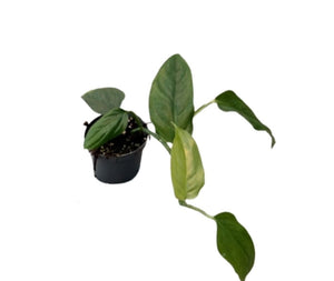 Monstera Obliqua Surinam ↕30cm ø9cm