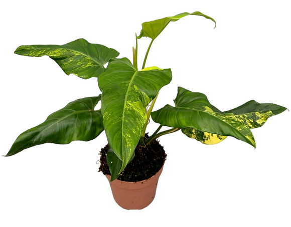 Philodendron Domesticum ↕55cm ø17cm