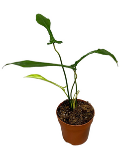Philodendron Joepii ↕40cm ø14cm