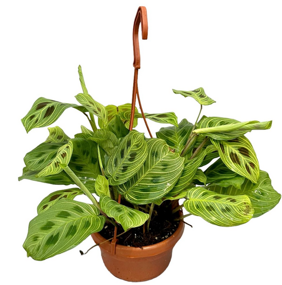 Maranta Light Veins ↕25cm ø14cm