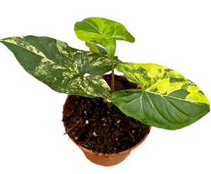 Syngonium Aurea ↕15cm ø14cm