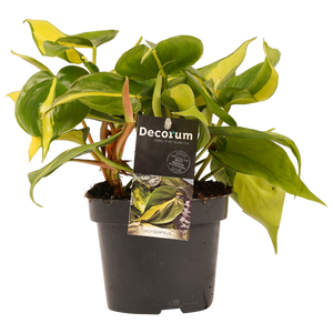 Philodendron Brasil ↕15cm ø12cm