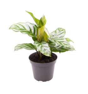 Mini Calathea Freddie ↕13cm ø6cm