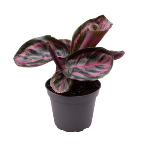 Mini Calathea Roseopicta Illustris ↕12cm ø6cm