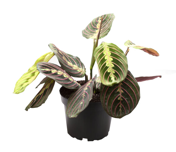 Maranta Fascinator ↕25cm ø12cm
