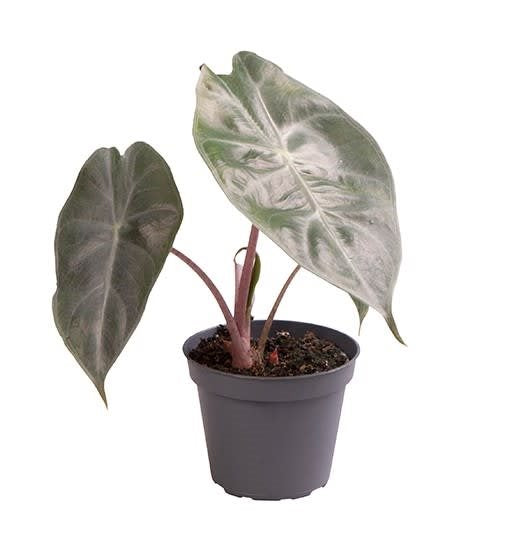 Mini Alocasia Pink Dragon ↕15cm ø6cm