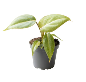 Mini Philodendron Gloriosum ↕8cm ø6cm