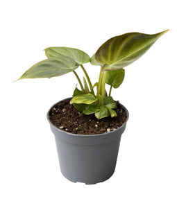 Mini Philodendron Verrucosum ↕12cm ø6cm