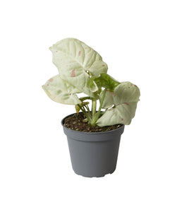 Mini Syngonium Milk Confetti ↕10cm ø6cm