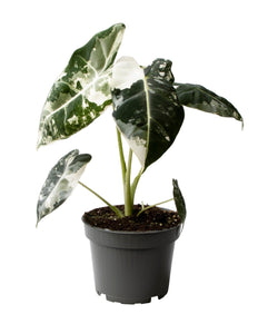 Alocasia Frydek (Variegata) ↕25cm ø12cm
