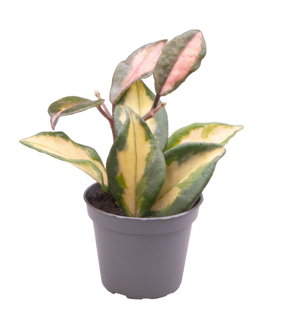 Mini Hoya Carnosa tricolor ↕10cm ø6cm