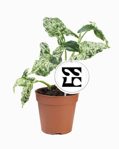 Syngonium Mottled (Mojito) ↕25cm ø12cm