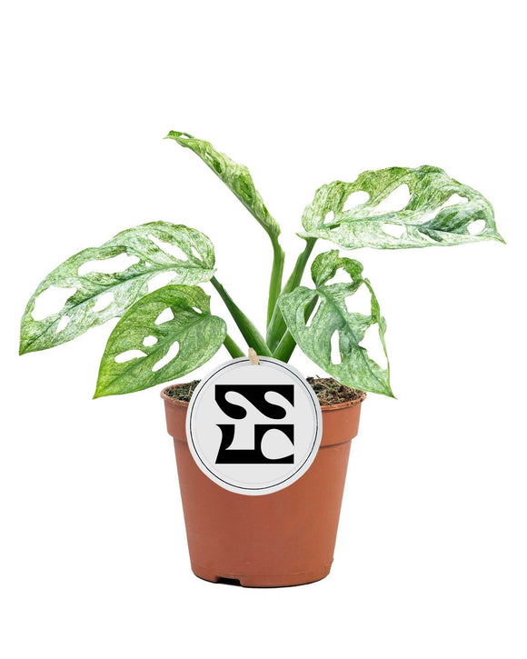 Monstera Adansonii Miint ↕25cm ø12cm