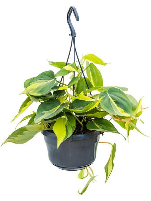 Philodendron Brasil Suspension ↕30cm ø15cm
